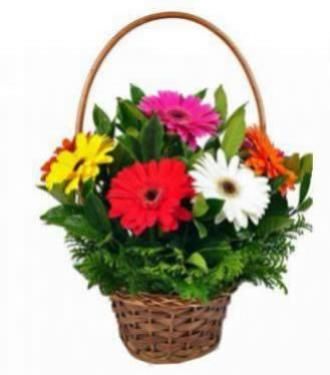 Flores de Gérberas em Cesto de Cipó